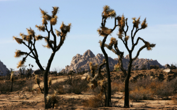 Joshua Trees Not Threatened: State Biologists