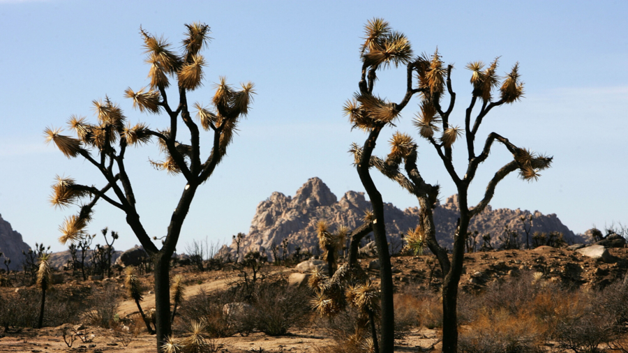Joshua Trees Not Threatened: State Biologists