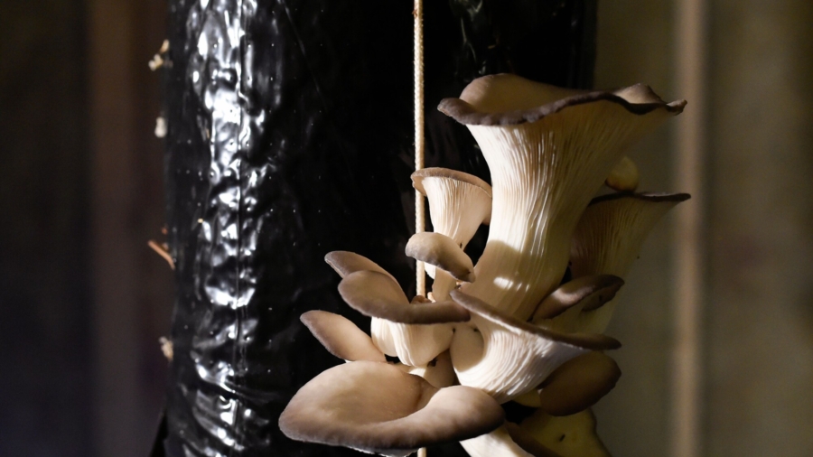 Woman Donates Land to Study Toxin Alleviation by Mushrooms