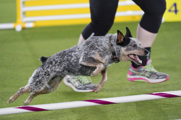 Plop, an all American dog, competes during the finals of the agility competition at the Westminster Kennel Club dog show in Tarrytown, N.Y., on June 11, 2021. (Mary Altaffer/AP Photo)