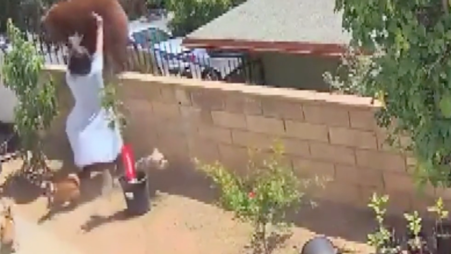 California Teen Girl Shoves Bear to Save Dogs