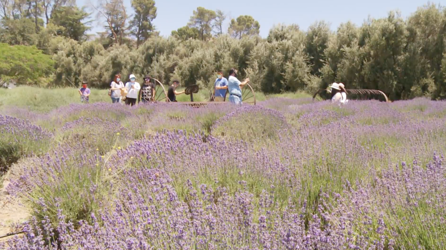 Visitors Flock to California Lavender Festival