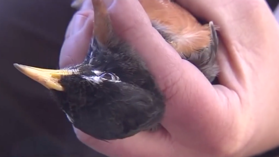 Researchers Use Icarus Tags to Track Birds