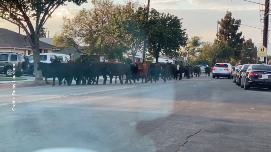 Cows Escape Los Angeles Slaughterhouse