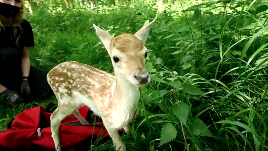 Newborn Deer Get Tagged and Bagged by Researchers in Ireland
