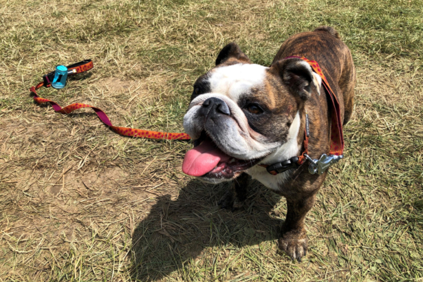 Stella, a bulldog, poses after competing in the Westminster Kennel Club dog show’s agility contest in Tarrytown, N.Y., on June 11, 2021. (Jennifer Peltz/AP Photo)