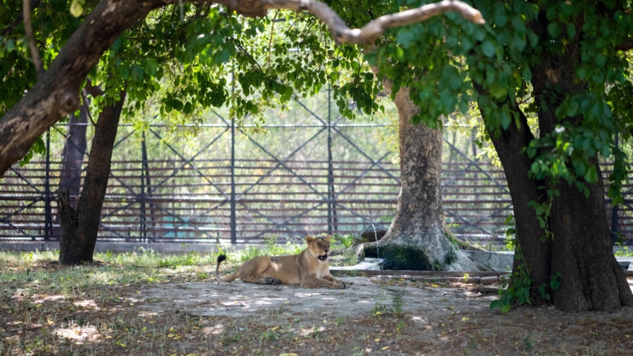Lioness Dies From COVID-19 in Indian Zoo