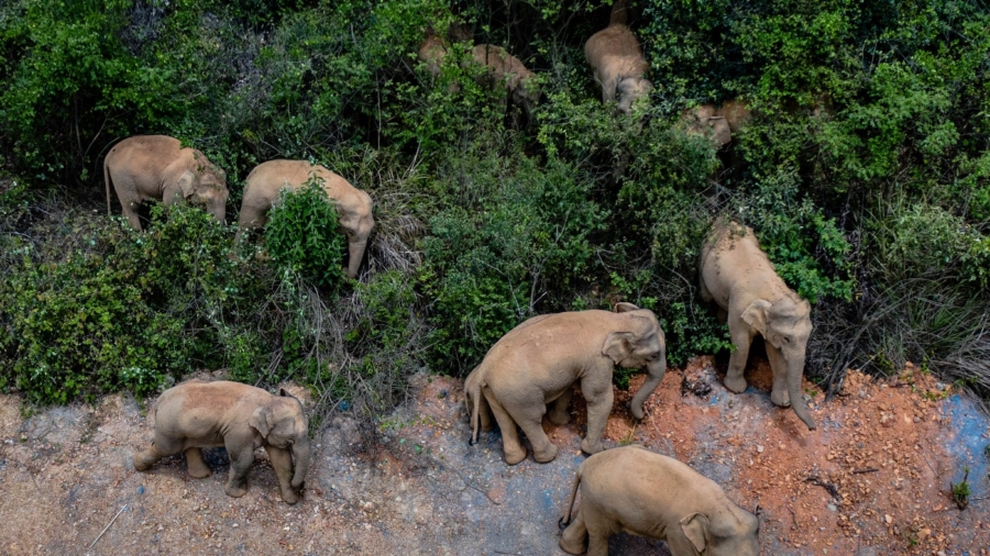 China's Wandering Elephants Finally Approaching Home
