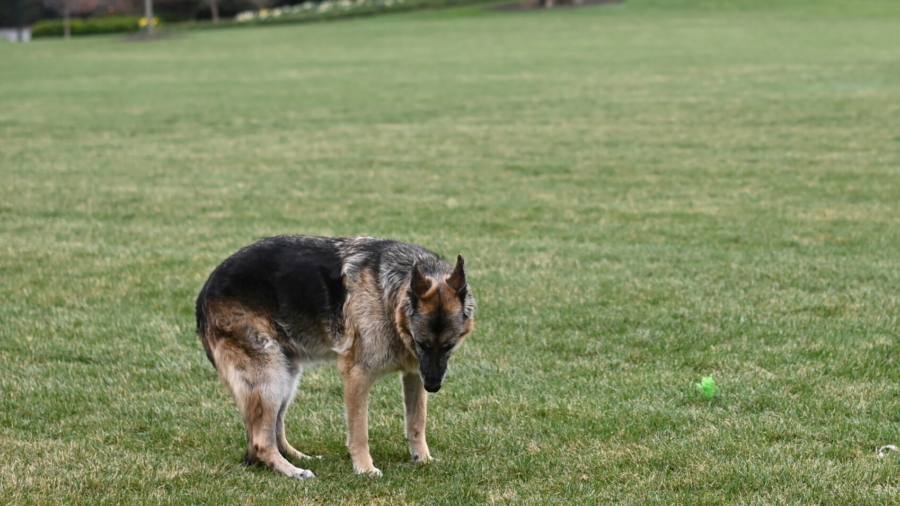 Bidens Announce Death of ‘First Dog’ Champ