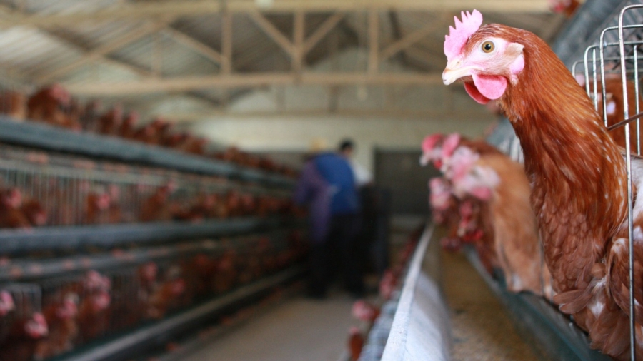 Bird Flu Outbreak Reported in China's Shaanxi Province