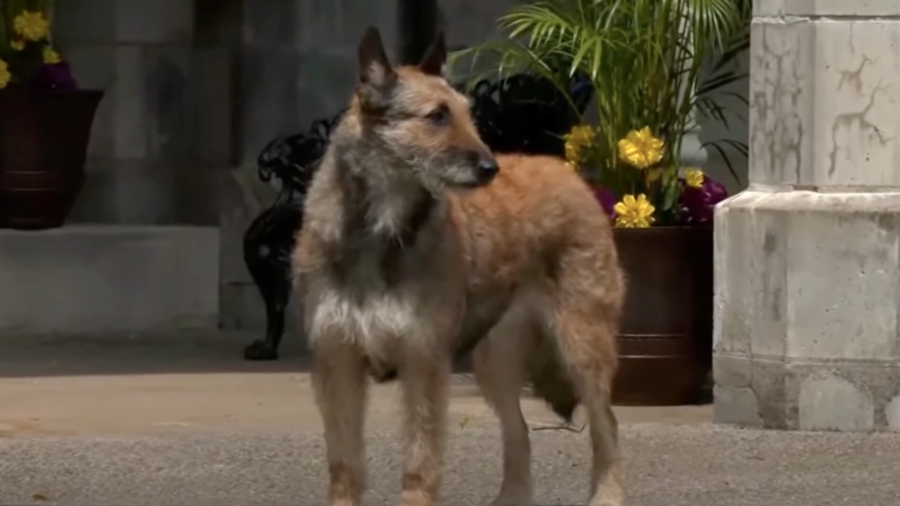 Westminster Dog Show Welcomes New Breeds