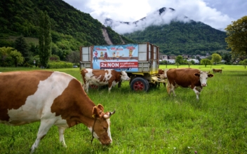 Thousands of Cows Make Annual Trip Down the Swiss Alps