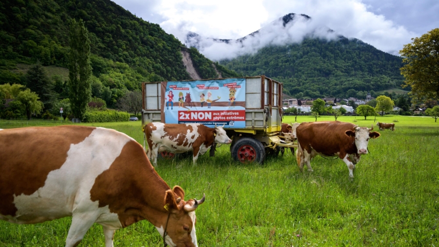 Thousands of Cows Make Annual Trip Down the Swiss Alps