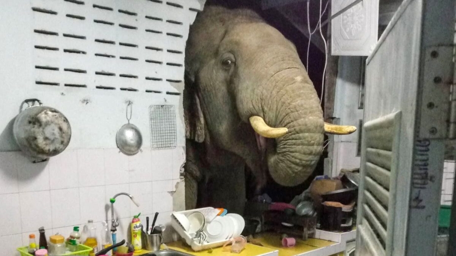 Elephant Crashes Into a Woman’s Home in Search for Food