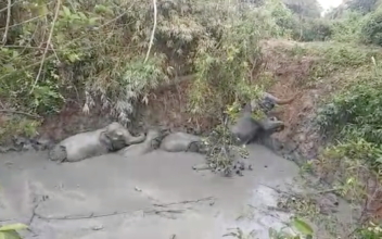 Elephants Escape Burma Mud Pit to Cheers From Villagers Who Helped
