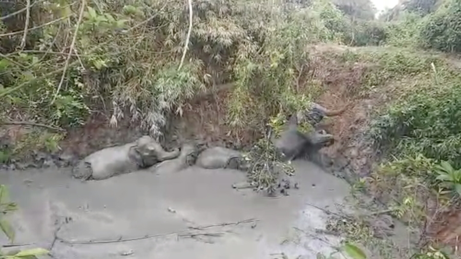 Elephants Escape Burma Mud Pit to Cheers From Villagers Who Helped