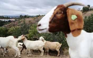 Goats for Weed Abatement in Southern California