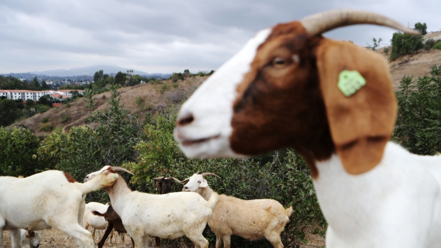 Houston Employs Goats to Clear Overgrowth