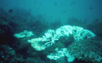 Australia Against UNESCO Designation for Great Barrier Reef