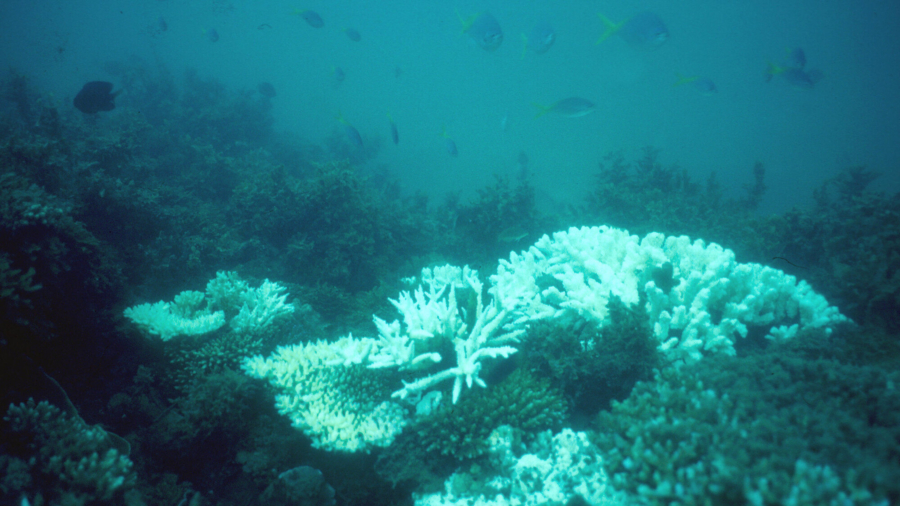 Australia Against UNESCO Designation for Great Barrier Reef
