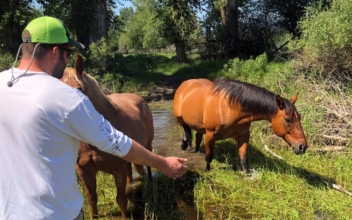 Montana Couple Rescues Horse From Drowning in River