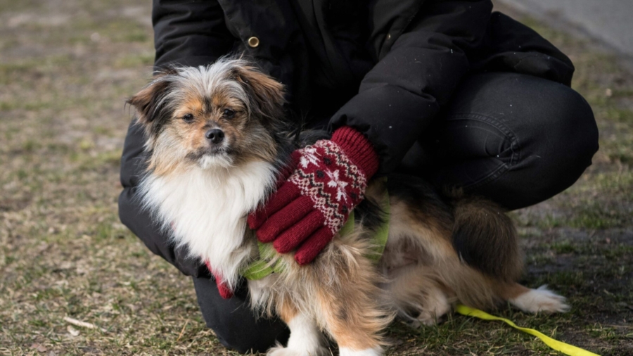 California Weighs 'Bill of Rights' for Cats and Dogs
