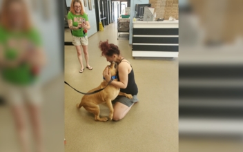 A Woman Was Looking to Adopt a New Pet; Then She Found the Dog She Lost 2 Years Ago