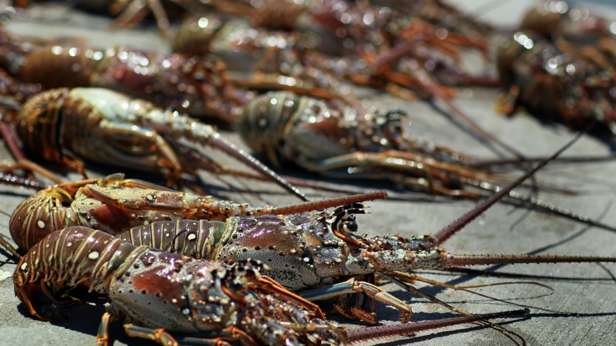 1 Dead, 1 Injured in Florida’s Two-Day Lobster Miniseason