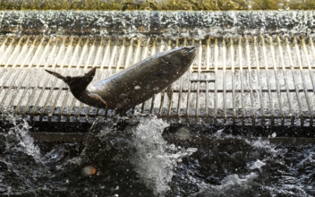 Millions of Salmon Moved to Cooler Waters