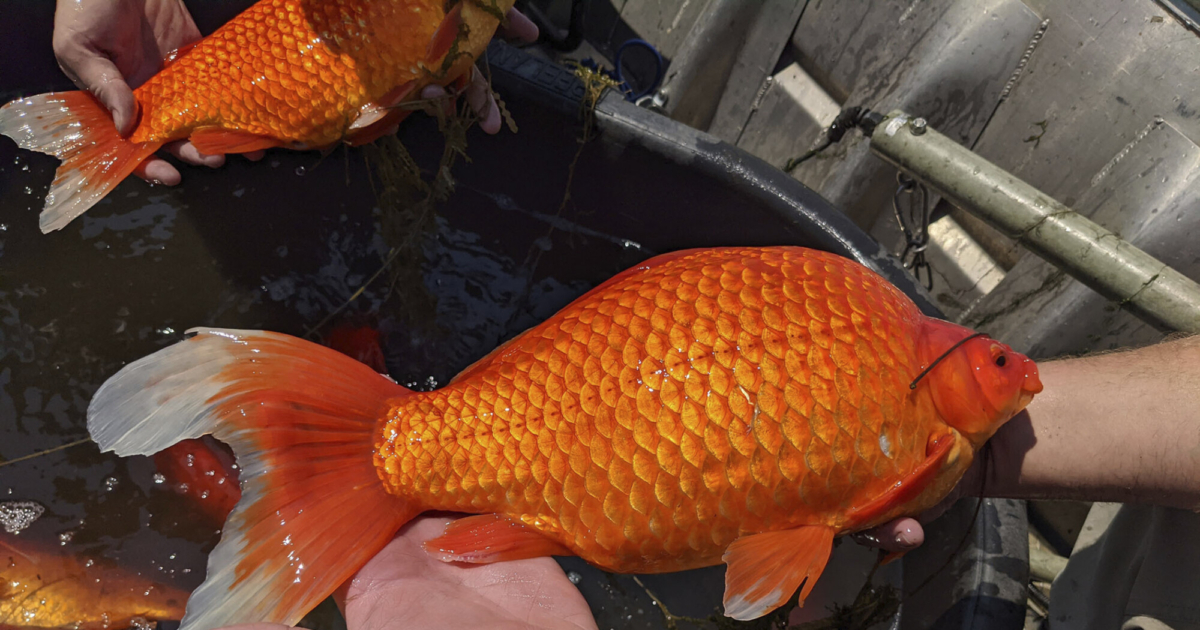 Unwanted Pets Giant Goldfish Turn up in Minnesota Waterways NTD