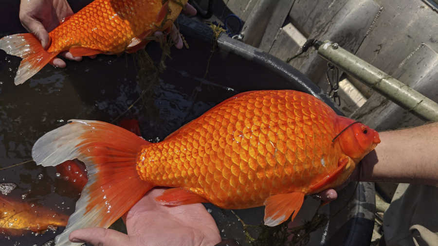 Unwanted Pets: Giant Goldfish Turn up in Minnesota Waterways
