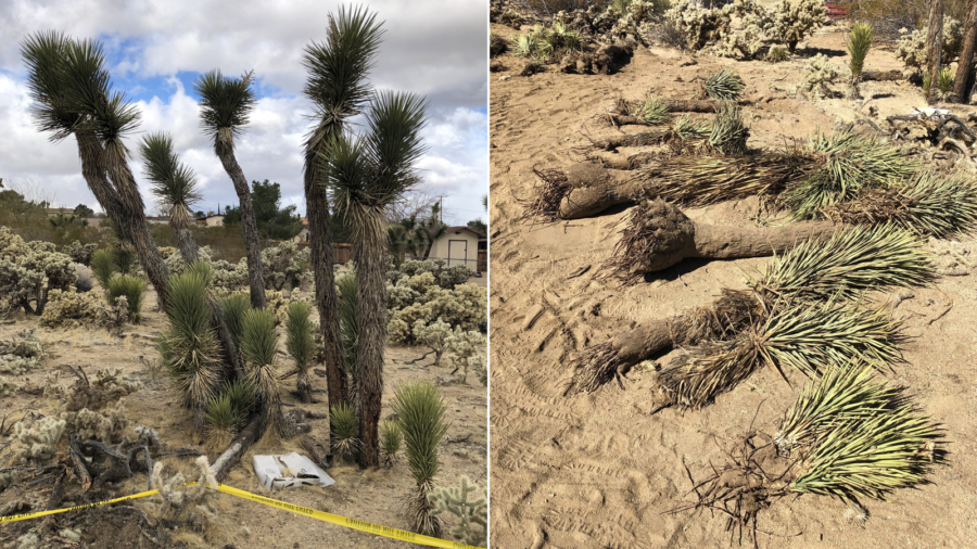 California Couple Fined for Digging up and Burying Joshua Trees