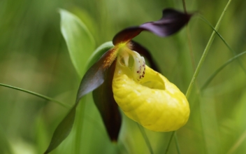 Rare Orchids Found in Siberian Nature Hotspot
