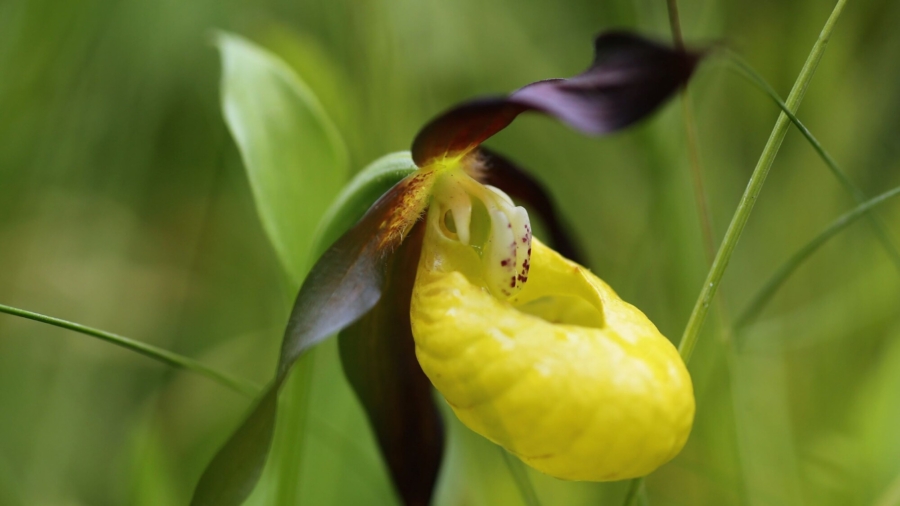 Rare Orchids Found in Siberian Nature Hotspot