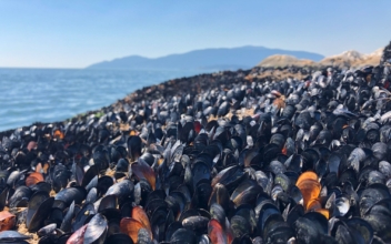 Extreme Heat Cooked Mussels, Clams, and Other Shellfish Alive on Beaches in Western Canada