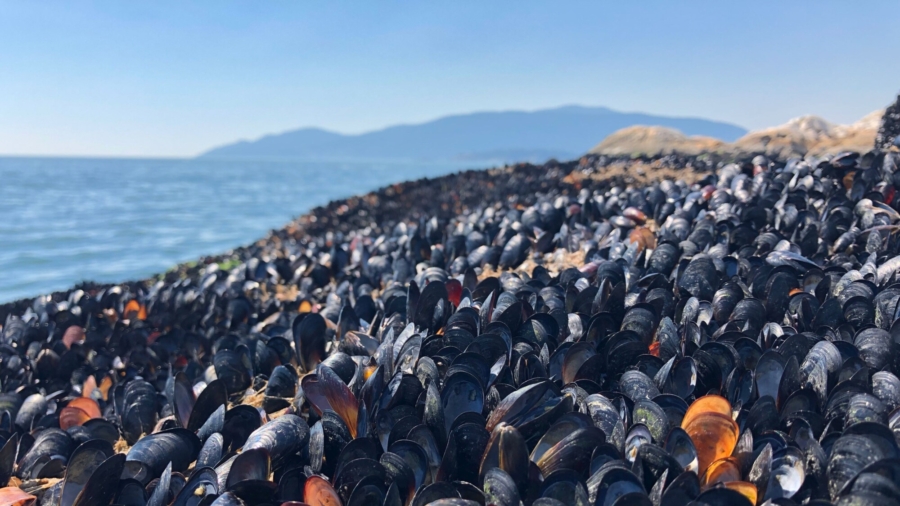 Extreme Heat Cooked Mussels, Clams, and Other Shellfish Alive on Beaches in Western Canada