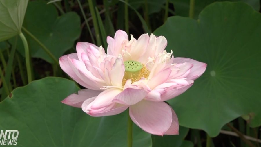 Lotus Festival Kicks Off in Washington, DC