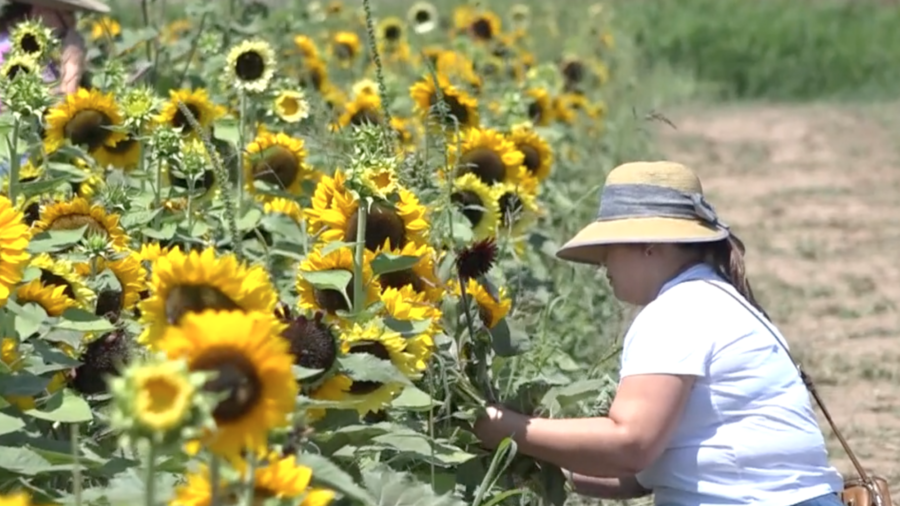 California's Sunflower Field