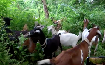 Goats Munch on Weeds in NYC’s Riverside Park