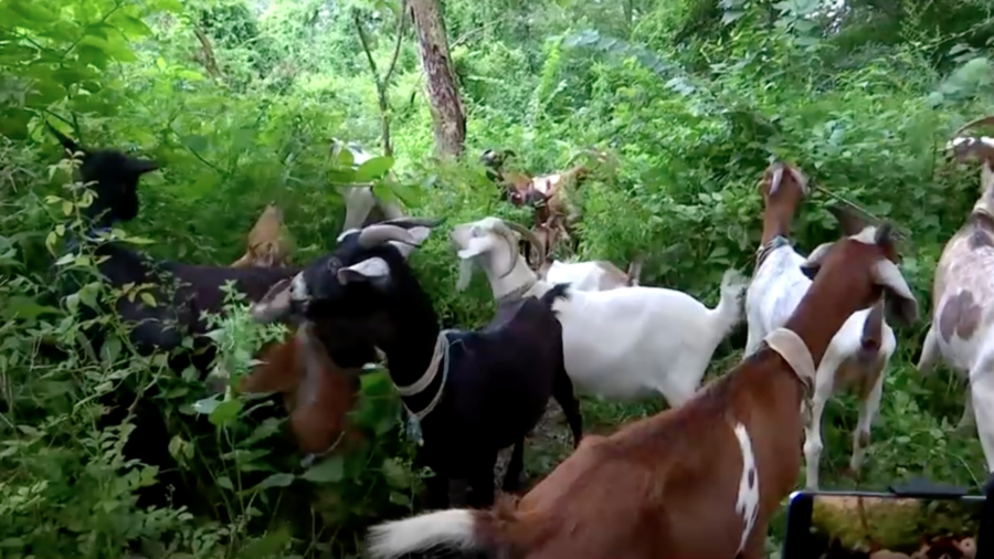 Goats Munch on Weeds in NYC's Riverside Park