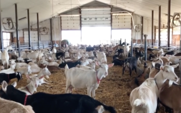 Vermont Dairy Farmers Switch to Milking Goats