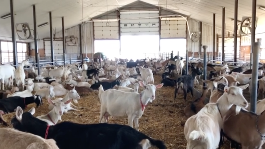 Vermont Dairy Farmers Switch to Milking Goats