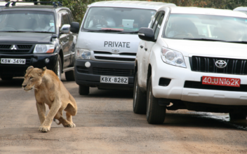 Kenyan Wildlife Authorities Capture Lion in Residential Area Outside Capital