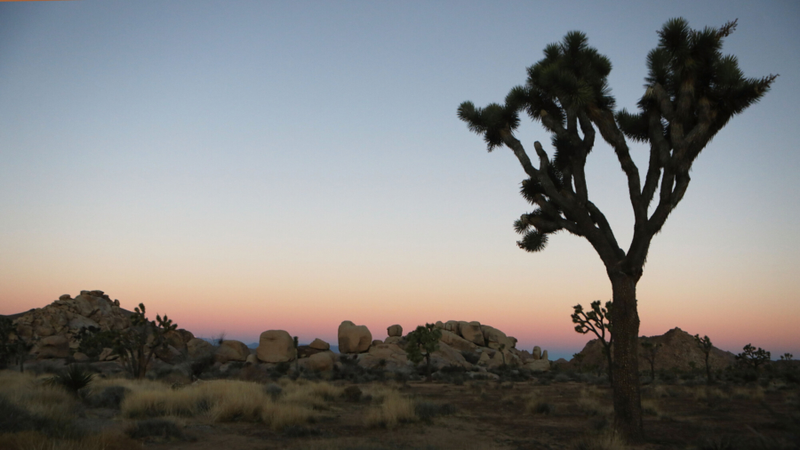 Intense Heat at Joshua Tree National Park