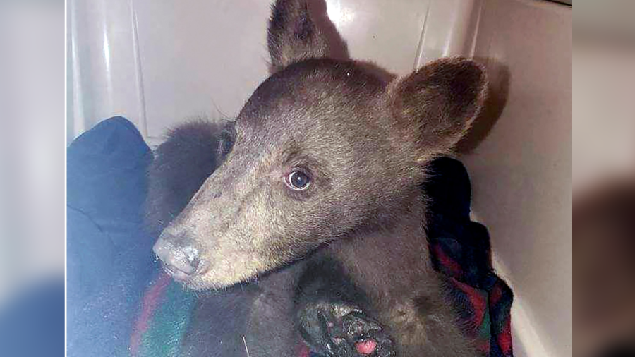 Bear Cub Burned in Wildfire Heals at California Center