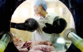 Chinese Scientists Produce Genetically Modified Pigs for Human Transplant