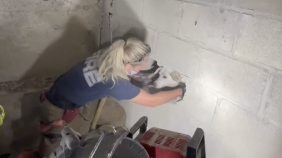 Firefighters Rescue Ohio Dog Trapped Between Concrete Walls | NTD