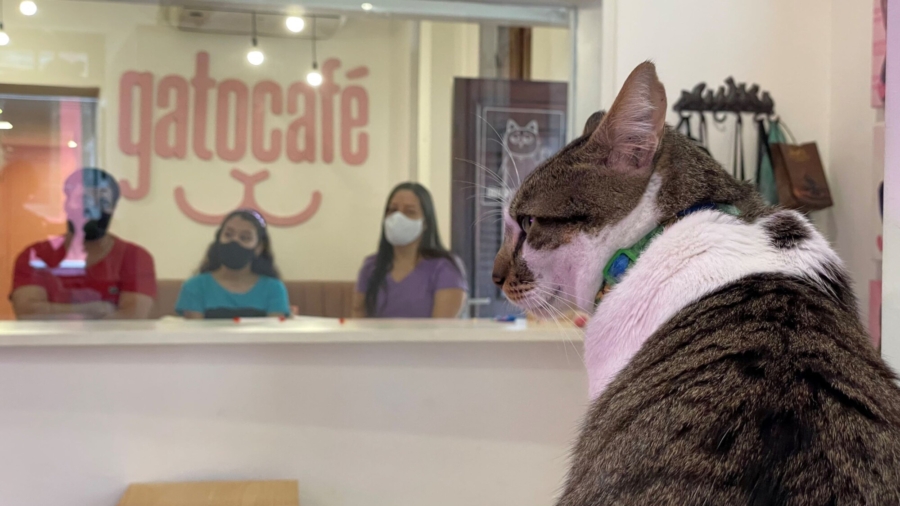 Cats Bring Joy to Cafe-Goers in Rio