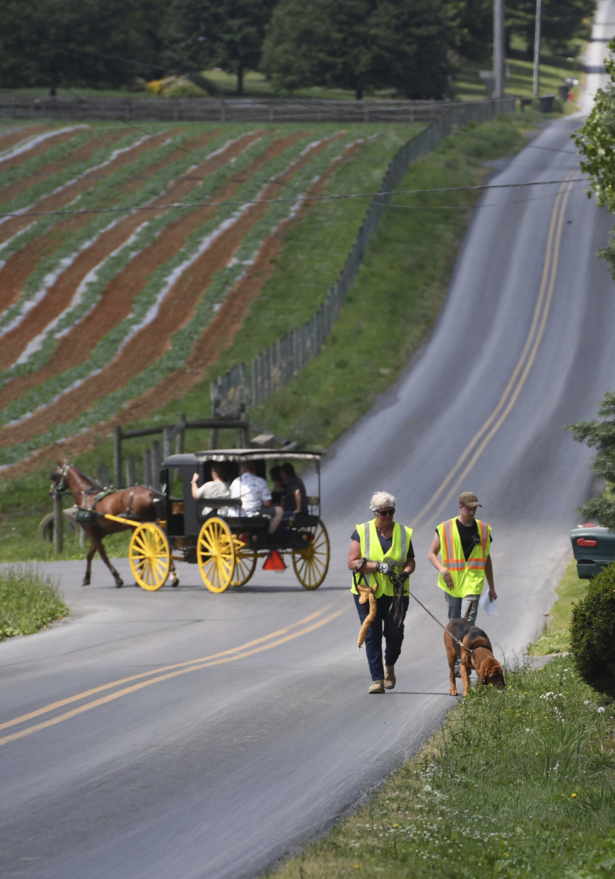 Red Rose K-9 search and rescue team search for Linda Stoltzfoos, who went missing when returning from a church service in Upper Leacock Township, Pa., on June 22, 2020. (Andy Blackburn/LNP/LancasterOnline via AP)