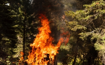 Lightning Found to Have Ignited Oregon’s Mammoth Bootleg Fire